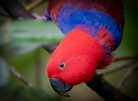 Eclectus parrot hanging from a tree branch Stock Photos
