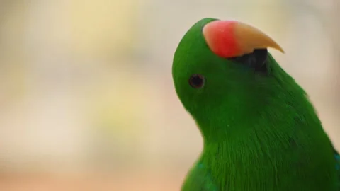 Eclectus parrot looking around Stock Footage 322511242