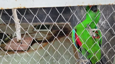 Eclectus parrot perched on cyclone chain link fence Stock Footage 218228056