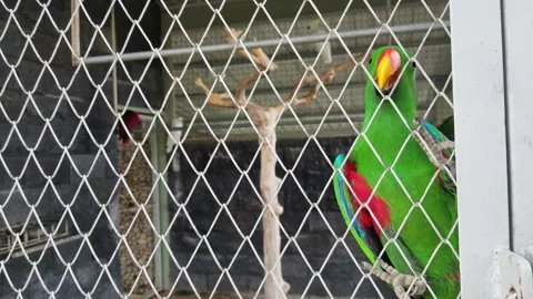 Eclectus parrot perched on cyclone chain link fence 스톡 동영상 218228940