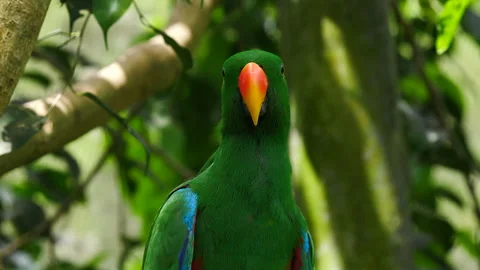 Eclectus Parrot perched Video stock 140280471