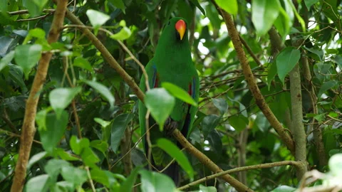 Eclectus Parrot perched Video stock 140283059