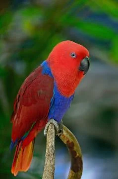 Eclectus parrot Stock Photos