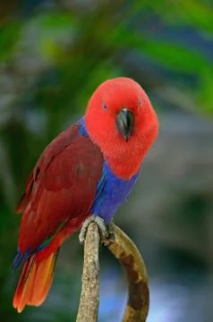 Eclectus parrot Stock Photos