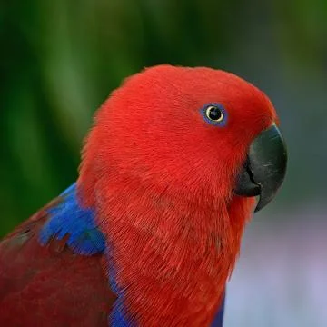 Eclectus parrot Stock Photos