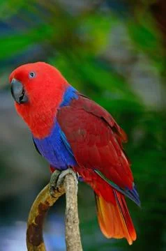 Eclectus parrot Stock-Fotos
