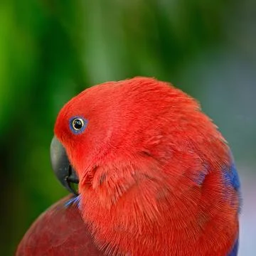 Eclectus parrot Stock Photos