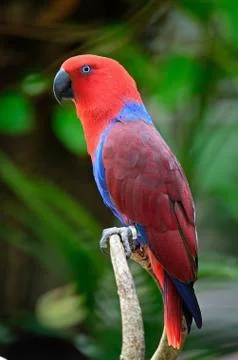 Eclectus parrot Stock Photos