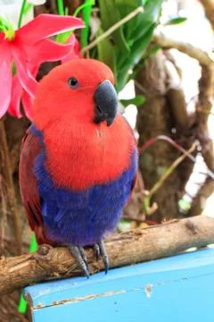 Eclectus parrot Stock-Fotos