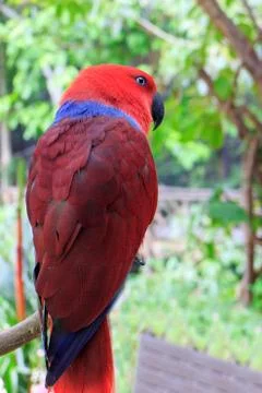 Eclectus parrot Stock Photos