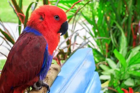 Eclectus parrot Stock Photos