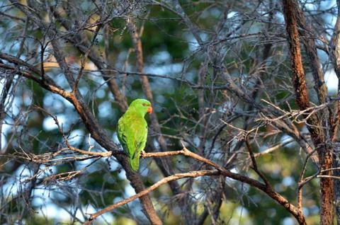 Eclectus parrot Foto stock