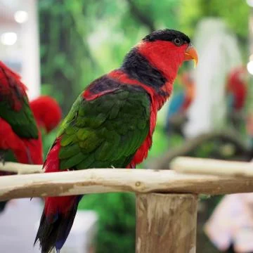Eclectus parrot Stock Photos