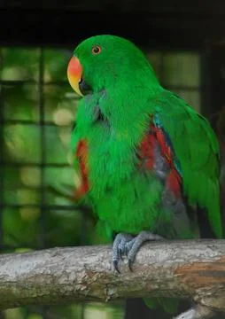 Eclectus Parrot Stock Photos