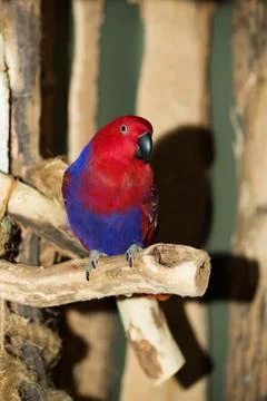 Eclectus parrot Stock Photos