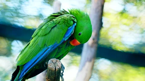 Eclectus parrot preening feathers while perched on wooden branch in sunny o.. Stock-Footage 337167859