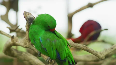 Eclectus parrot preening its feathers Stock Footage 218343763
