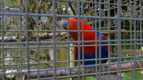 Eclectus Parrot pulling on twig with beak through cage Video stock 114888521