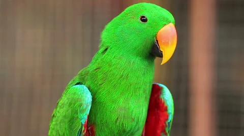 Eclectus parrot, Scientific name "Eclectus roratus" bird Stock Footage 45675570