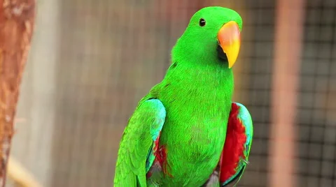 Eclectus parrot, Scientific name "Eclectus roratus" bird Stock Footage 45675641