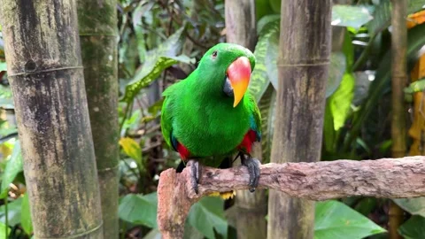Eclectus Parrot Sitting on Tree Branch Among Tropical Plants	 Stock Footage 347446724