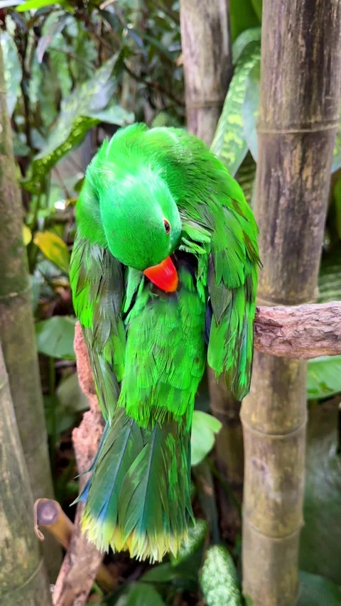 Eclectus Parrot Sitting on Tree Branch Among Tropical Plants	 Stock Footage 347447009