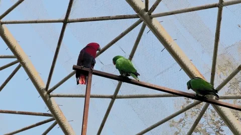 Eclectus Parrots Perched Inside Aviary 스톡 동영상 331946301