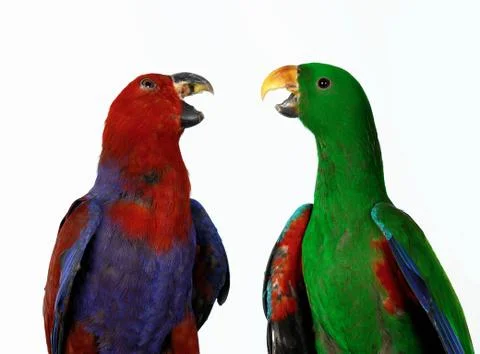 Eclectus Parrots Stock Photos