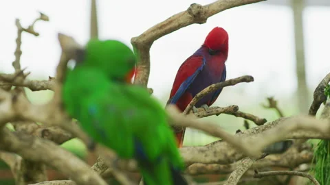 Eclectus parrots preening their feathers 스톡 동영상 218343682