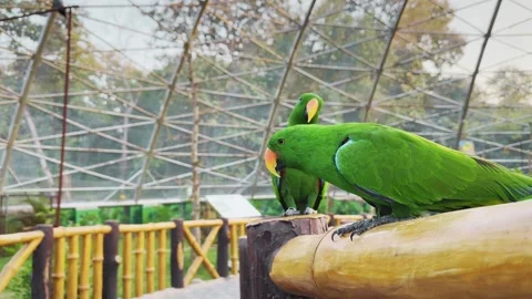 Eclectus Parrots Taking Flight from Railing Stock Footage 323901078