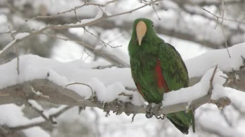 Eclectus snow Stock Footage 22384933