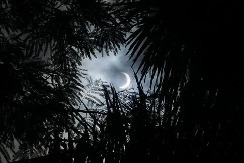 Eclipse behind the branches of a palm tree Stock Photos