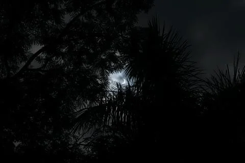 Eclipse behind the branches of a palm tree Stock Photos