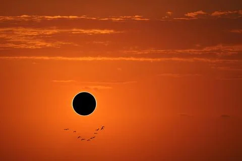 Eclipse on the orange of sunset sky and silhouette flying back home 스톡 일러스트