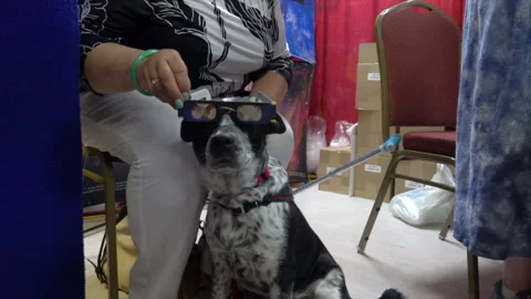 Eclipse viewing glasses are placed on a dog at an astronomy convention. Stock Footage 313276229