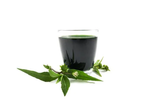 Eclipta Alba or False Daisy plant extract Foto stock