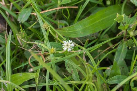 Eclipta prostrata, also known as False Daisy Photos