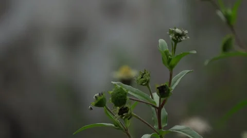 Eclipta Prostrata, False Daisy close-up Stock Footage 307672047