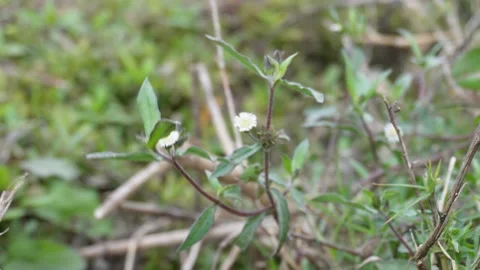 Eclipta prostrata 스톡 동영상 332561827