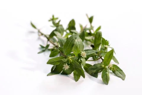 Eclipta prostrata known as false daisy. Stock Photos