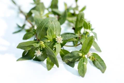 Eclipta prostrata known as false daisy. Stock Photos