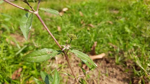Eclipta prostrata plant with flower. Stock Footage 221988787