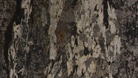 Eclogite minerals under the microscope Vidéo 292283812