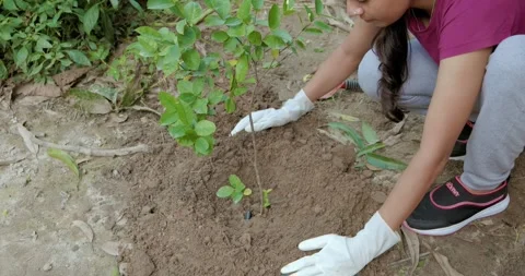 An Eco Activist Plants Tree. Stock Footage 248961933