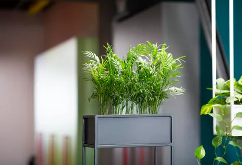 Eco architecture. Green office interior with hydroponic plants Stock Photos