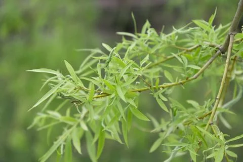 Eco background of willow leaves Foto stock