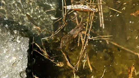 Eco catastrophe 001 Stock Footage 8968288