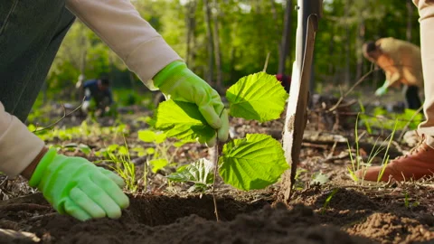 ECO concept. Close up view of the eco activists working in community allotment Stock Footage 161753901