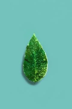 Eco concept. Green leaf on blue background. Stock Photos