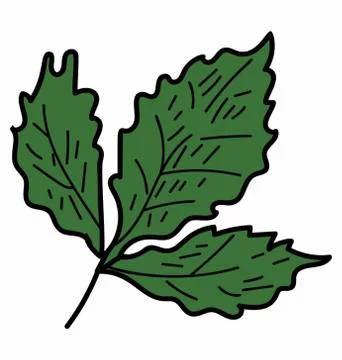 Eco Coriander Leaf Stock Illustration